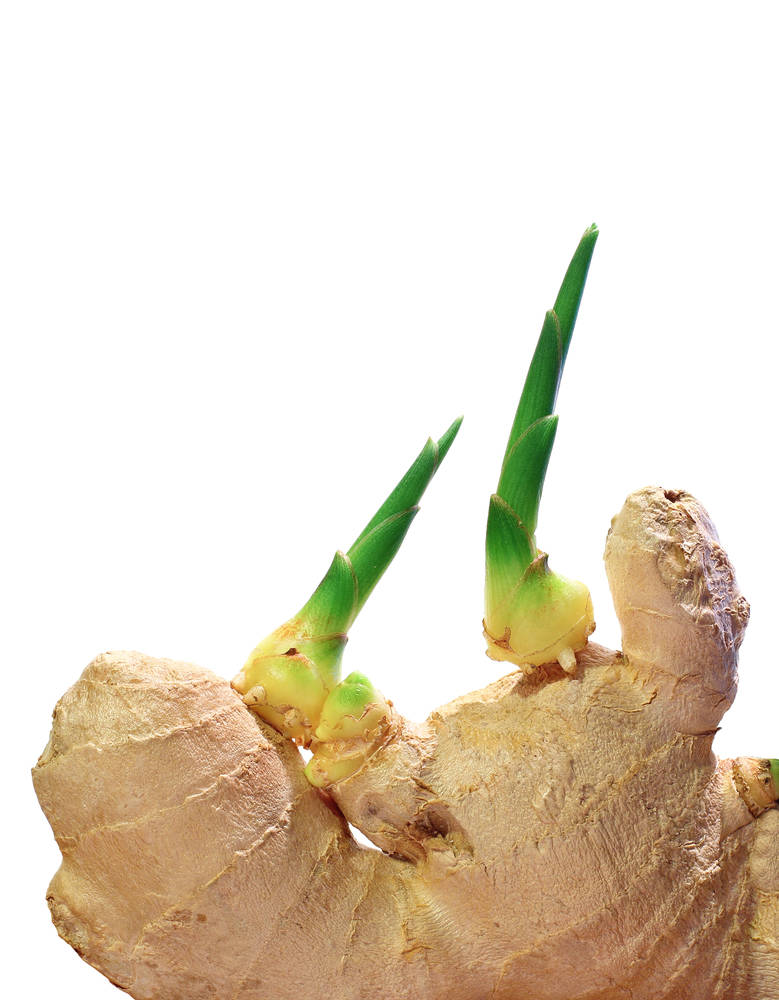 Ginger root ginger root