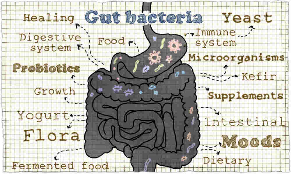 how to lose belly fat naturally without exercise