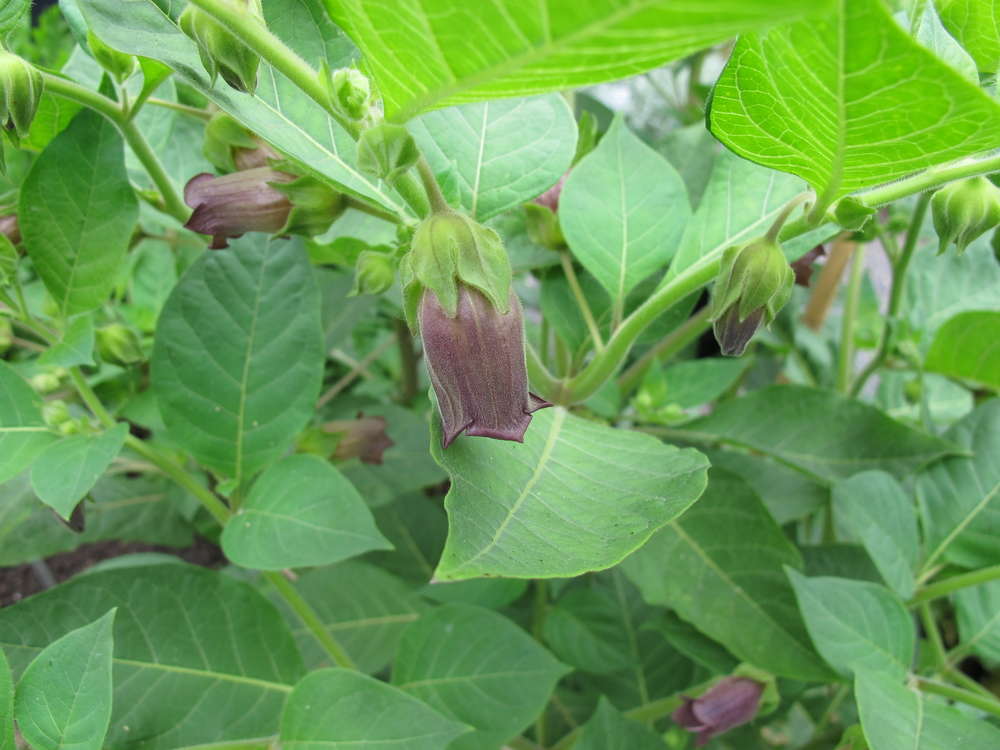 flowering belladonna nightshades