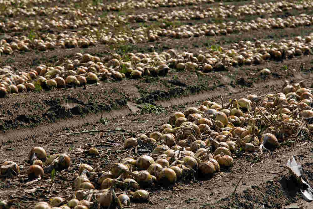onions