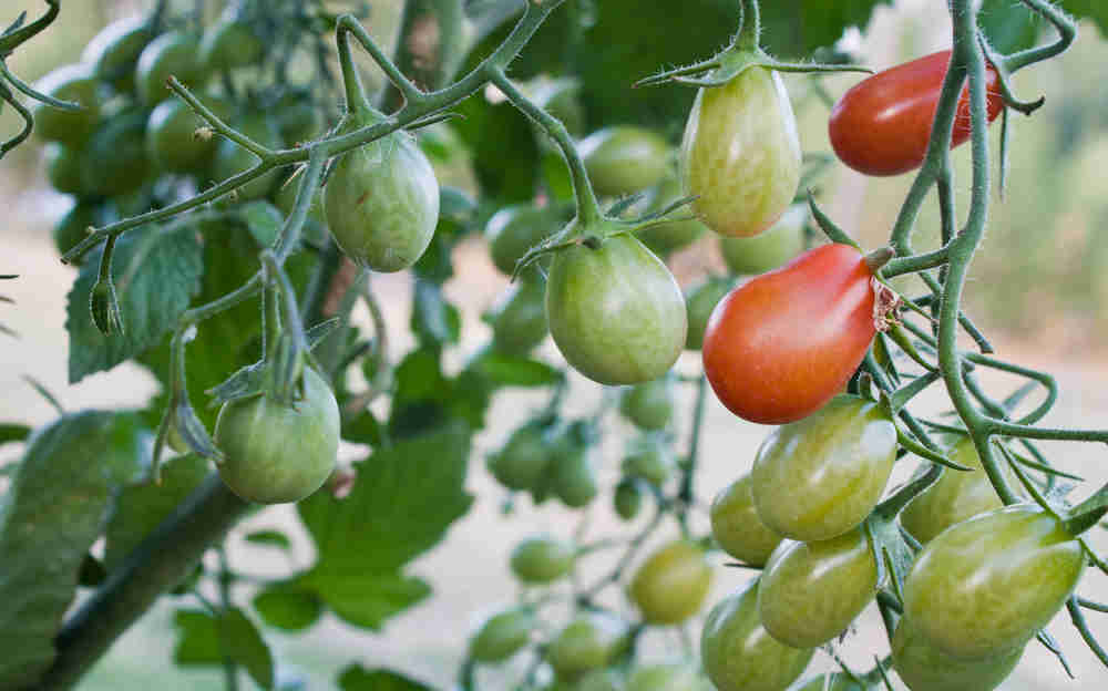 tomatoes nightshades