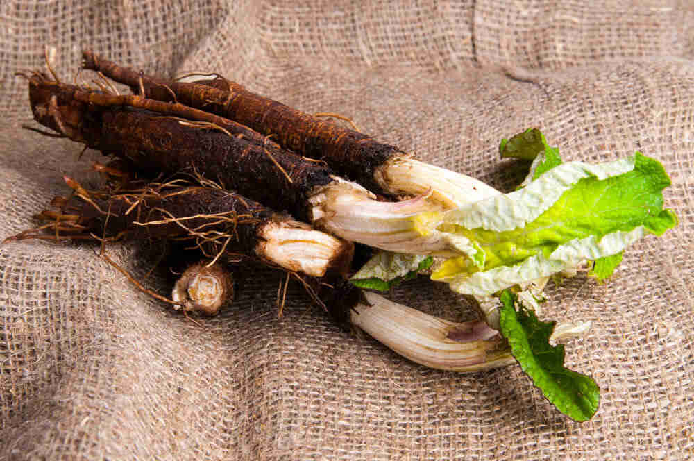 fresh burdock root