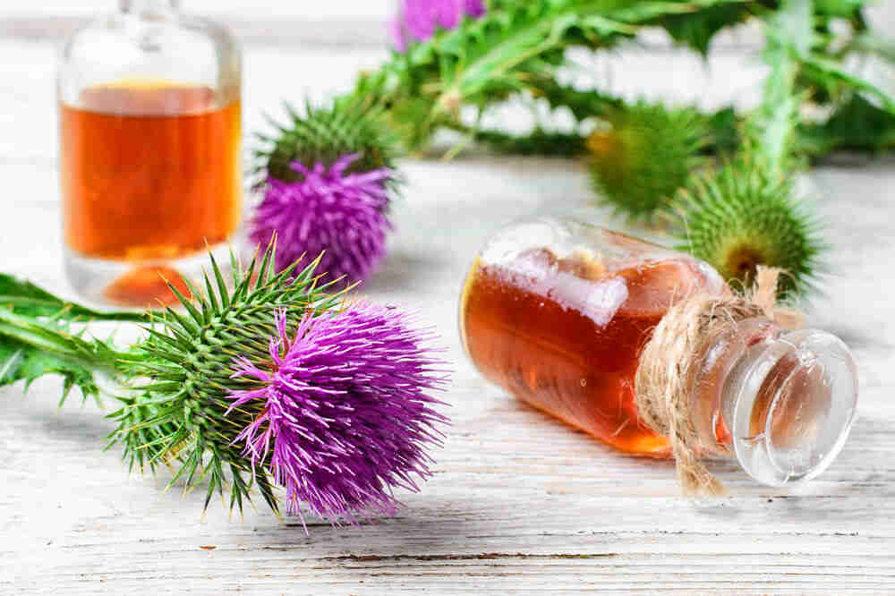 milk thistle
